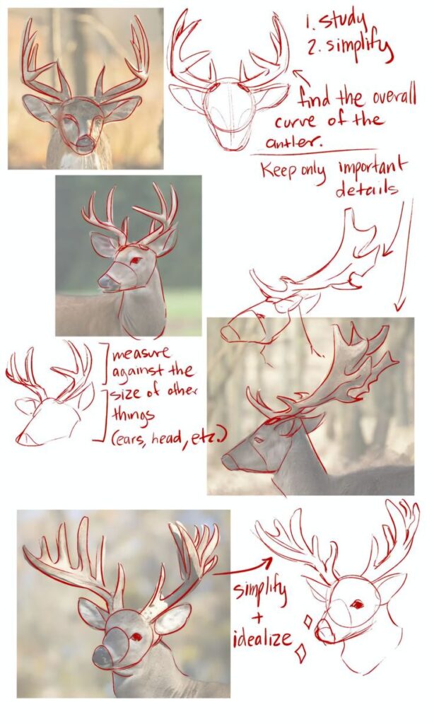 Drawing tutorial showing how to simplify and idealize deer antlers in sketches.