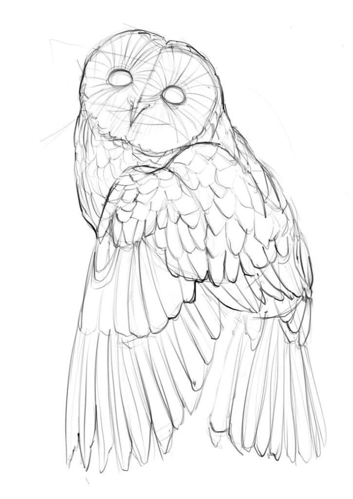 Sketch of an owl with detailed feathers and round eyes, capturing the bird's unique features and elegant posture in pencil lines.