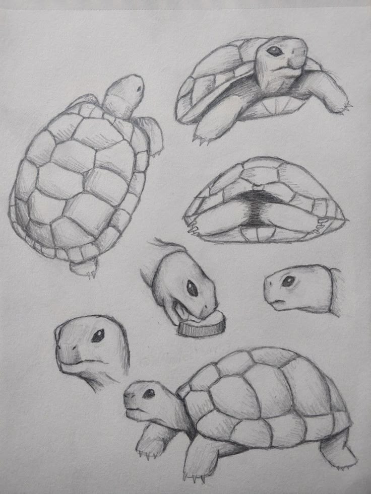 170fb1a38302475e233a5306d60b6741 Sketches of a turtle from various angles, illustrating shell patterns and head features in detailed pencil drawing. | Sky Rye Design Sketches of a turtle from various angles, illustrating shell patterns and head features in detailed pencil drawing.