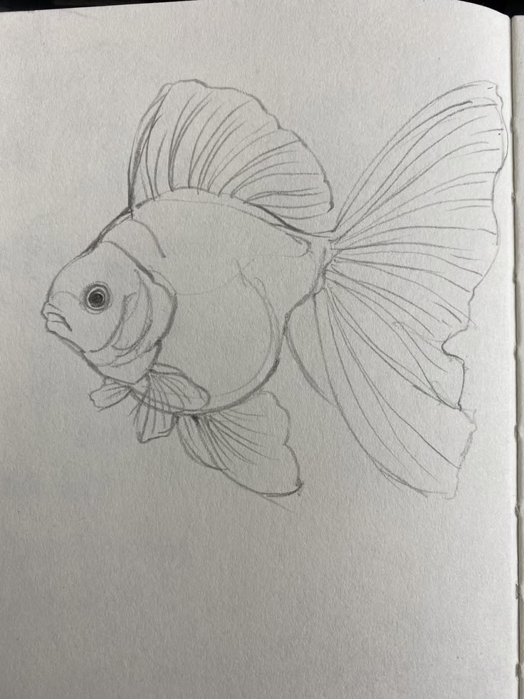 Pencil sketch of a detailed, flowing goldfish with large fins on plain paper. Artistic illustration shows delicate fin and body structure.