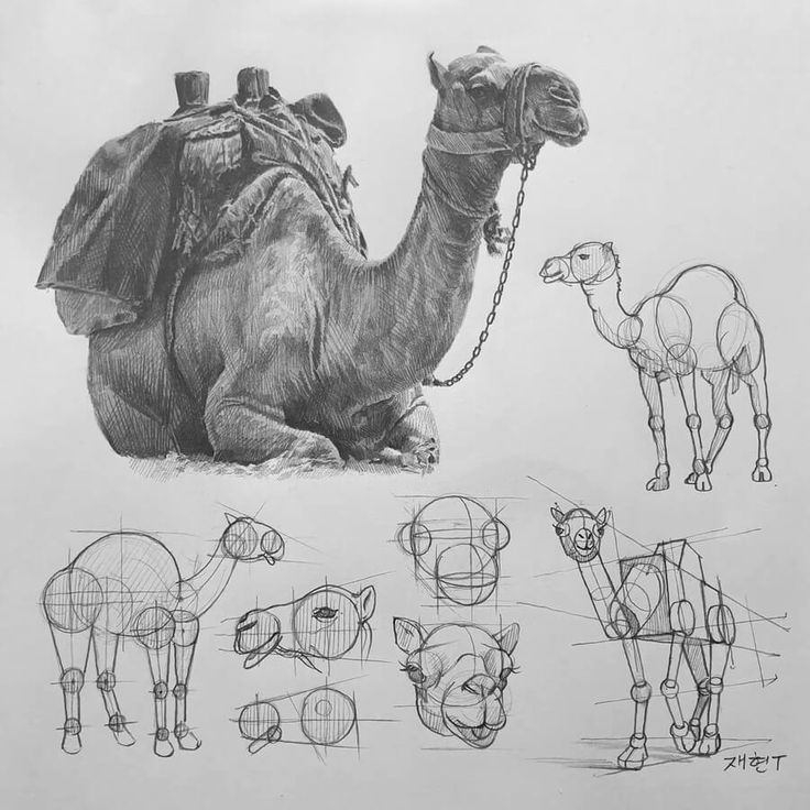 Camel sketches showing detailed anatomy and poses, including a realistic drawing and simplified geometric guides for artistic study.