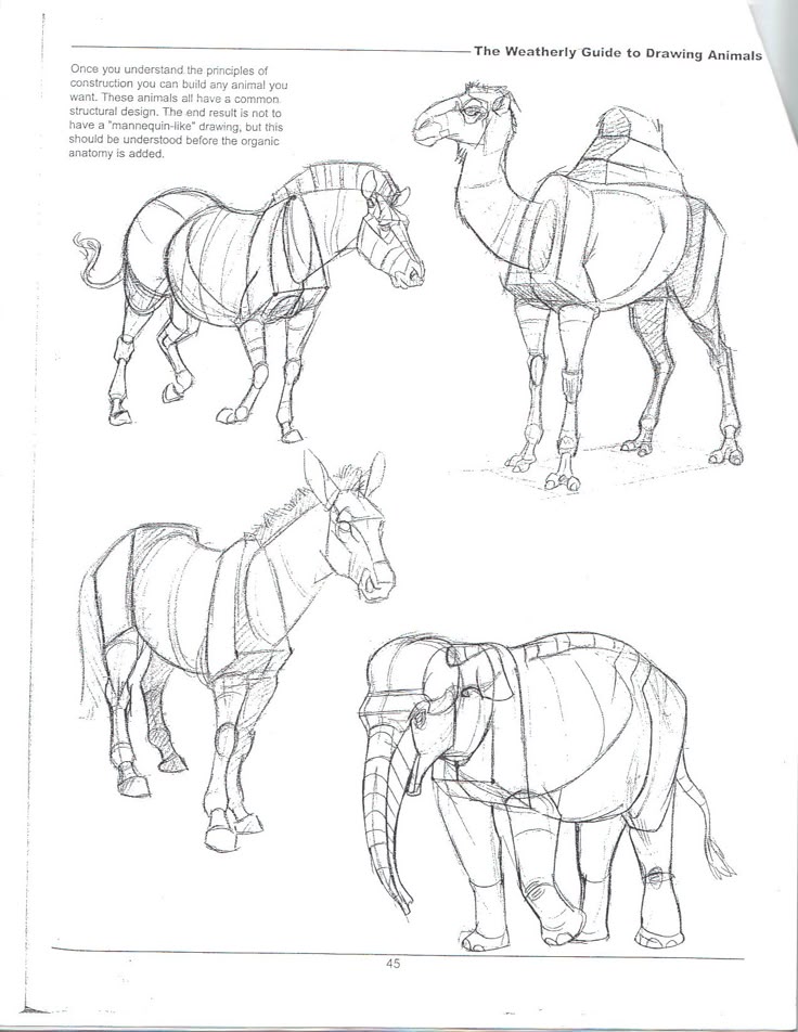 Sketches of animals showing structural anatomy: horse, camel, zebra, and elephant. From The Weatherly Guide to Drawing Animals.
