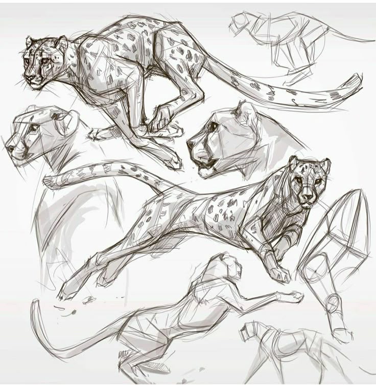 Sketches of cheetahs in motion, showcasing dynamic poses, anatomy, and agility. Perfect for wildlife art and drawing inspiration.