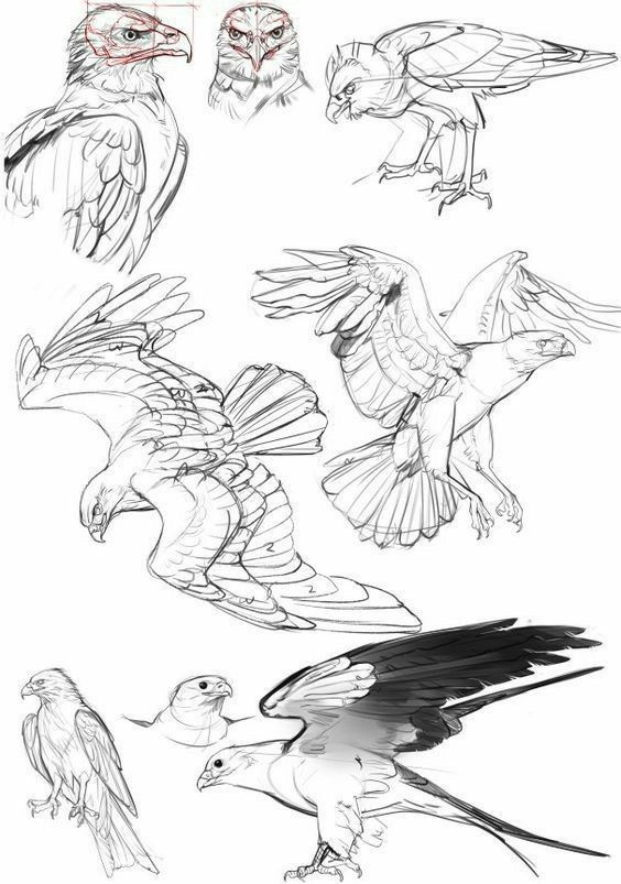 Sketches of hawks in various poses, showcasing detailed wings and expressions, demonstrating dynamic bird illustrations.