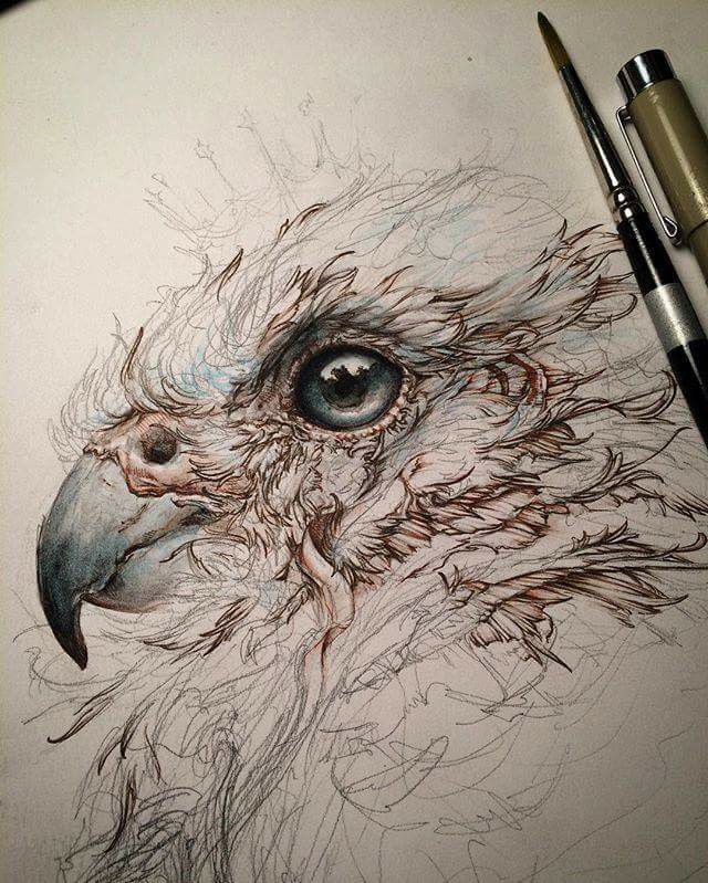 Detailed pencil drawing of a falcon's eye and beak, with art tools. Realistic sketch highlighting intricate feather textures. animal drawing