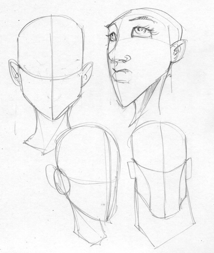 _ 3 Pencil sketches of a human head in various angles showing the basic structure and facial guidelines. Ideal for art and anatomy studies. | Sky Rye Design Pencil sketches of a human head in various angles showing the basic structure and facial guidelines. Ideal for art and anatomy studies.