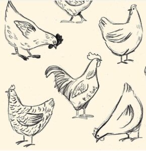 Chicken Drawing: 7 Pro Techniques to Master Avian Art