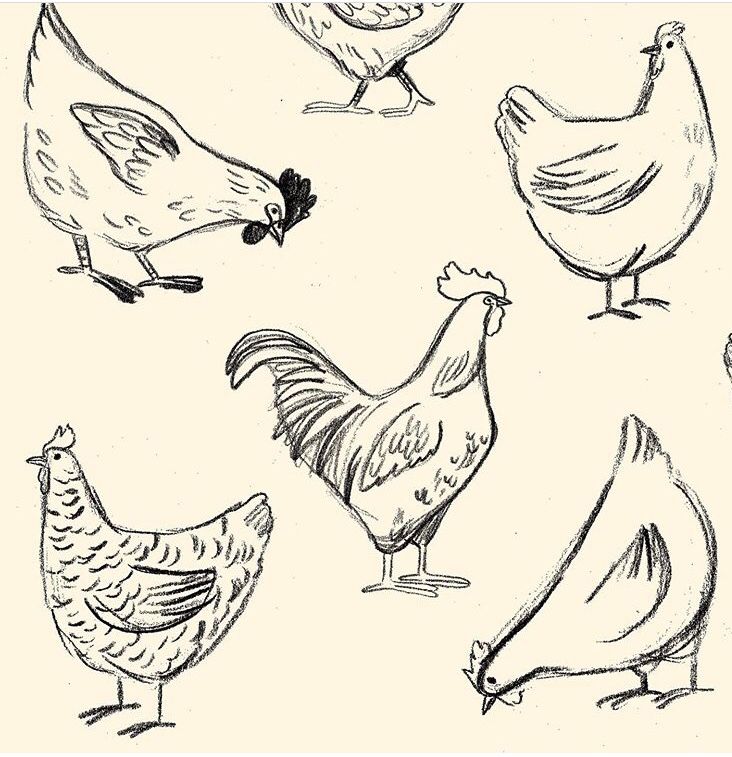 Illustrated sketch of chickens and a rooster on a light background, showcasing farm animal designs in black and white.