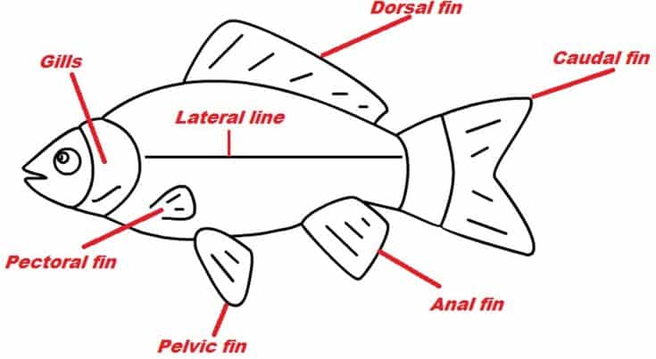 Diagram of a fish anatomy annotated with labels for fins, gills, and lateral line. Understand fish structure for educational purposes.