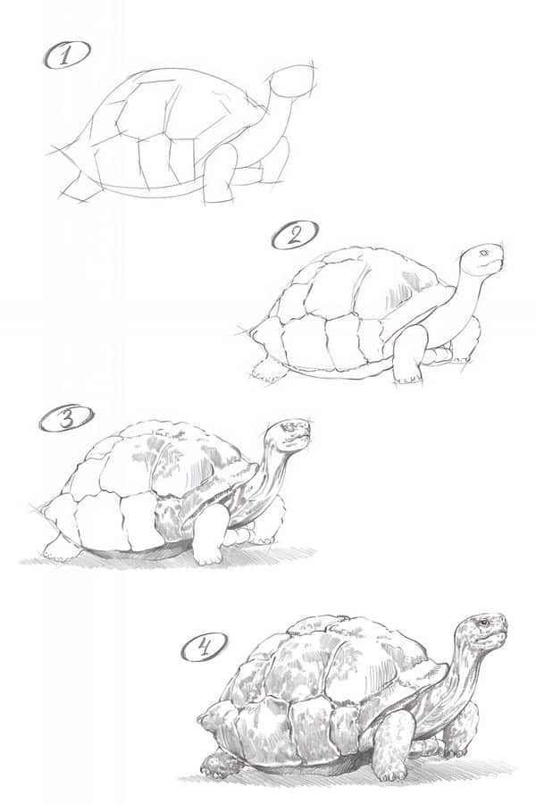 3d2fe35a1811f11b8fd838ee4952c10c Evolution of a turtle sketch: concept to detailed drawing, showcasing its development stages from outline to realistic portrayal. | Sky Rye Design Evolution of a turtle sketch: concept to detailed drawing, showcasing its development stages from outline to realistic portrayal.