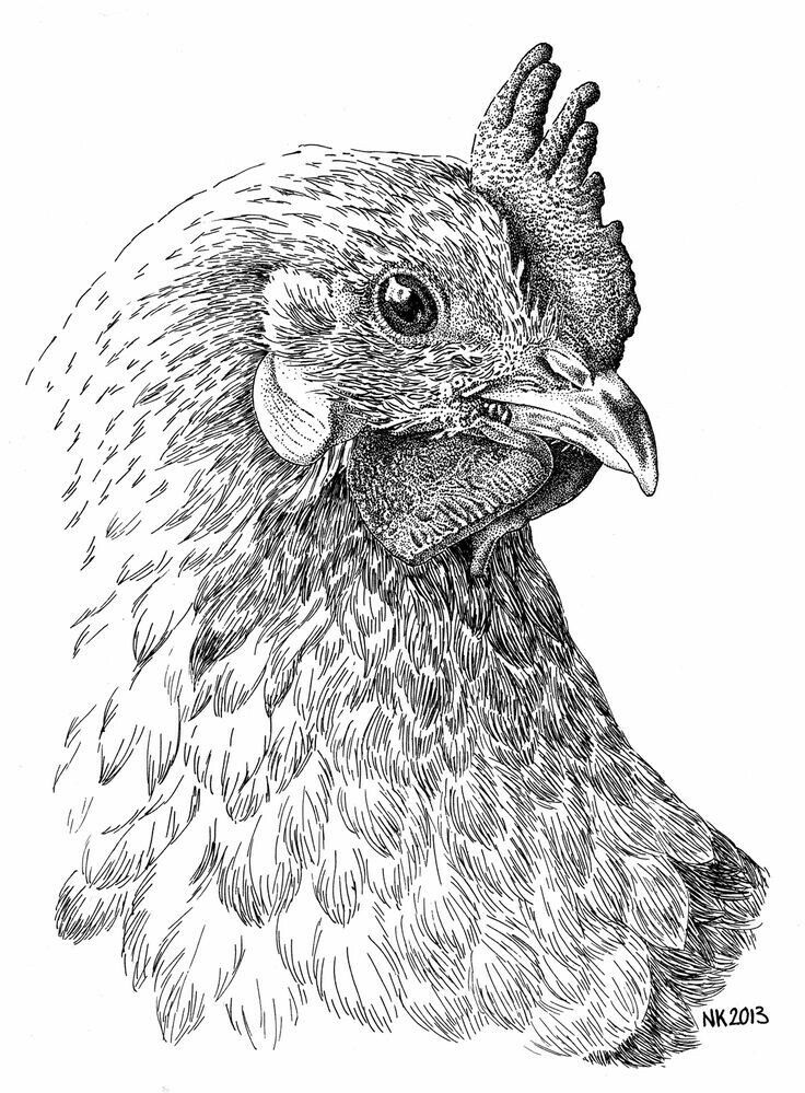Intricate black and white sketch of a chicken's head with detailed feathers and expressive eye, signed NK2013.