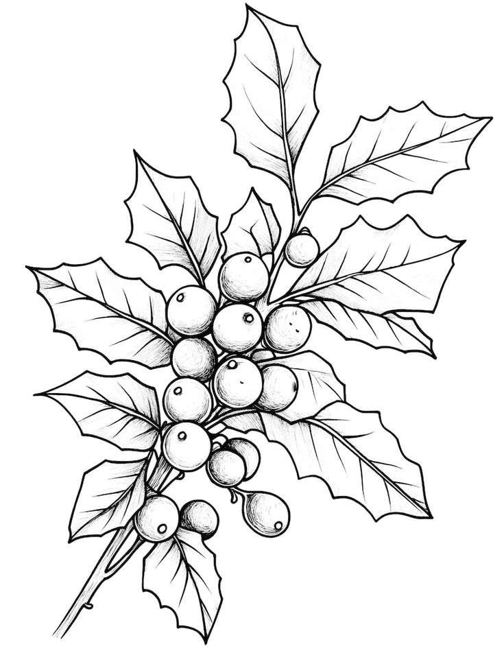 Illustration of holly branch with berries and leaves, black and white line art. Christmas botanical drawing.