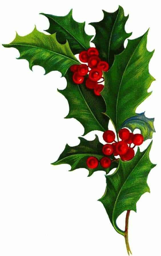 Illustration of holly leaves and red berries, symbolizing festive holiday decoration and seasonal cheer.