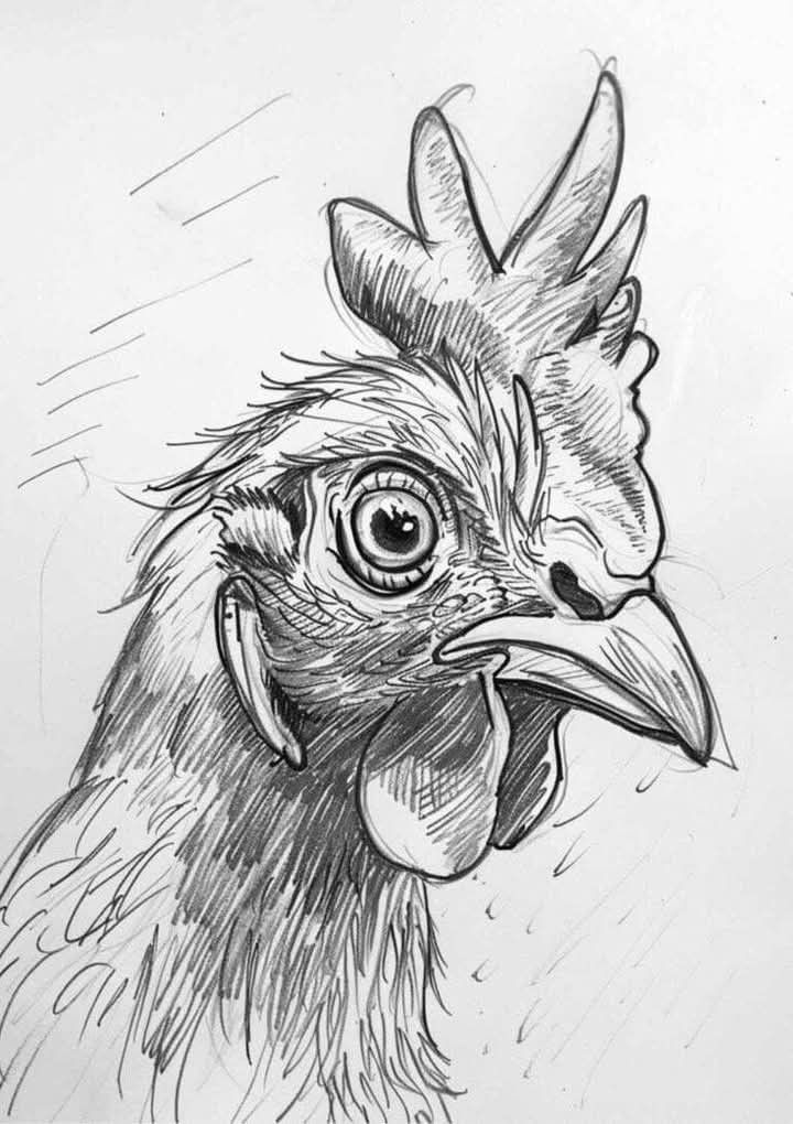 Detailed black-and-white sketch of a rooster's head, showcasing intricate feather and eye details. Perfect for poultry art or farm illustrations.