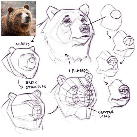 Drawing tutorial of a bear's head showing shapes, structure, planes, and center line with a reference photo of a real bear.