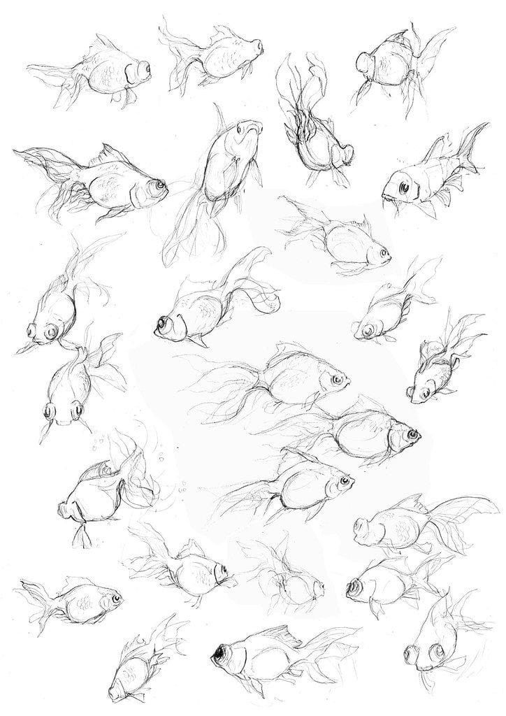 Sketches of various goldfish in different swimming poses, showcasing detailed fins and tails on a white background.