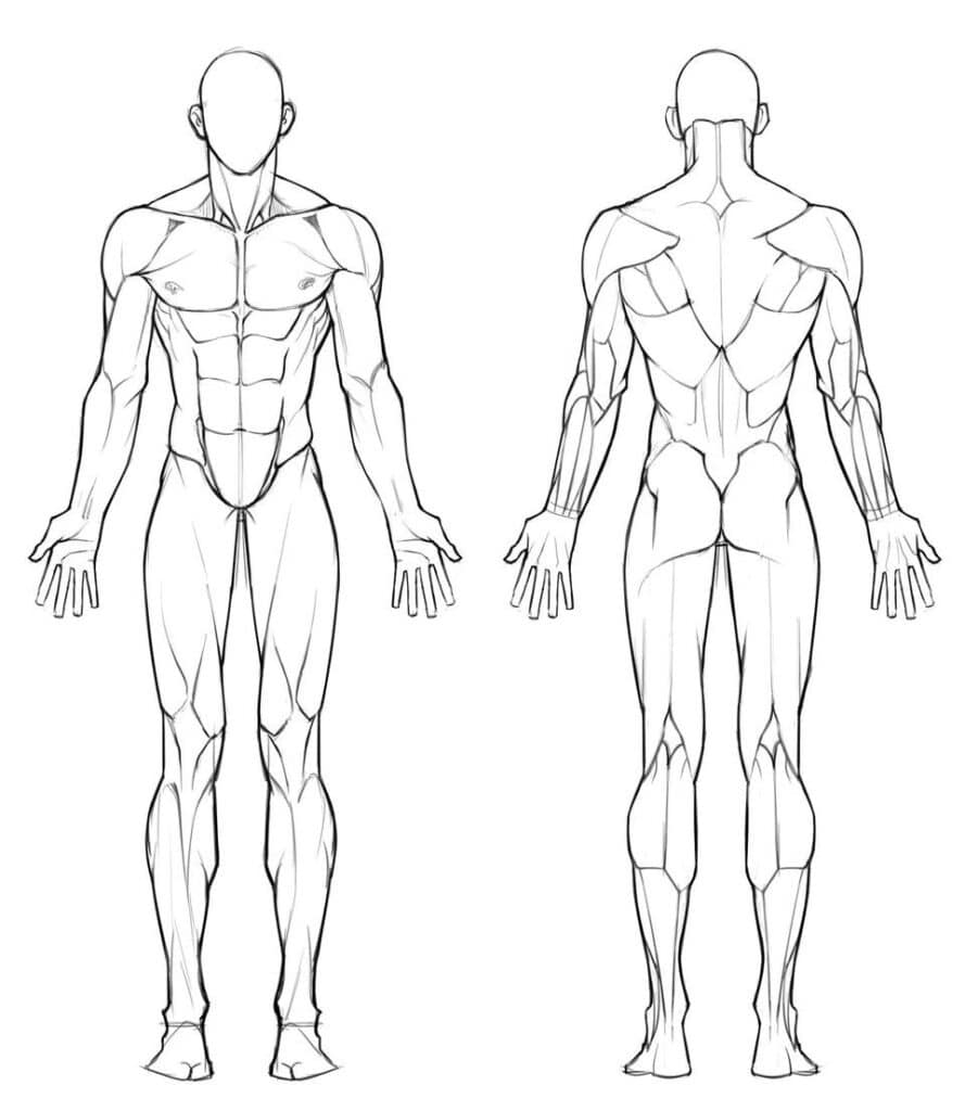 553bf30d2bcd11d79cc6e69ef69034af Illustration of male muscle anatomy, front and back views, highlighting key muscle groups for educational or fitness purposes. | Sky Rye Design Illustration of male muscle anatomy, front and back views, highlighting key muscle groups for educational or fitness purposes.