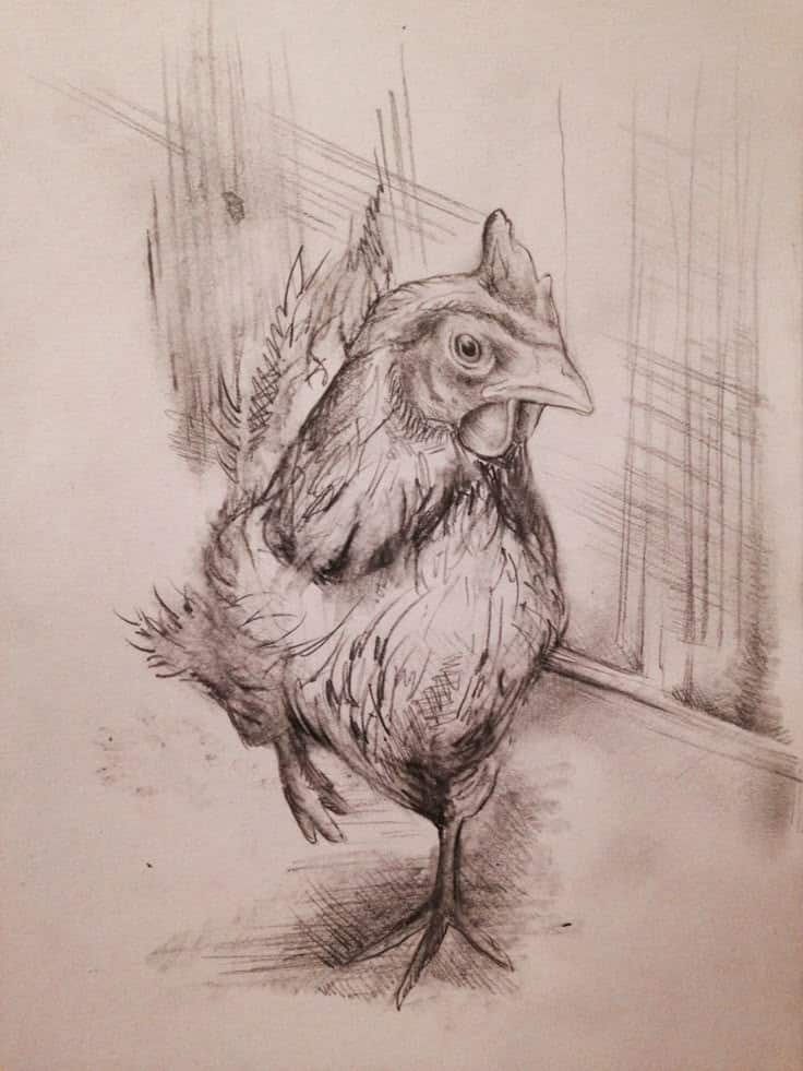 Pencil sketch of a chicken walking indoors with detailed feathers and expressive eyes, showcasing artistic texture and shading technique.
