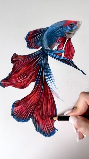 Hand drawing a vibrant red and blue betta fish with intricate, flowing fins on a white background.