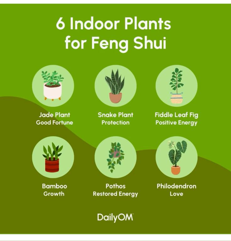 Six indoor plants for Feng Shui: Jade, Snake, Fiddle Leaf Fig, Bamboo, Pothos, Philodendron. Enhance fortune, energy, protection, love.