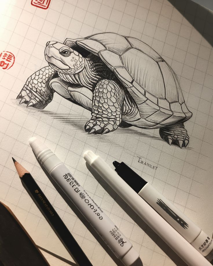 7366376f600ff27110739ab1140105b1 Detailed turtle sketch on grid paper with pencil and markers, showcasing artistic tools for drawing and shading techniques. | Sky Rye Design Detailed turtle sketch on grid paper with pencil and markers, showcasing artistic tools for drawing and shading techniques.