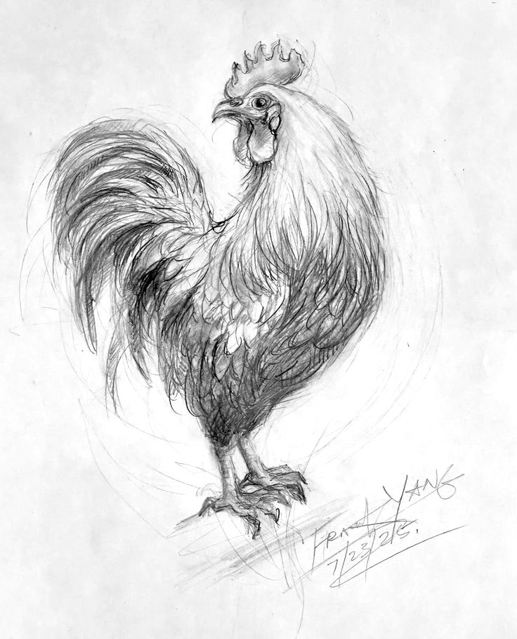 Pencil sketch of a detailed rooster, showcasing intricate feathers and a proud stance, signed by the artist. chicken drawing