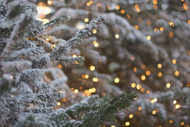 Snow-covered evergreen branches with blurred warm holiday lights in the background, evoking a festive and cozy winter atmosphere.