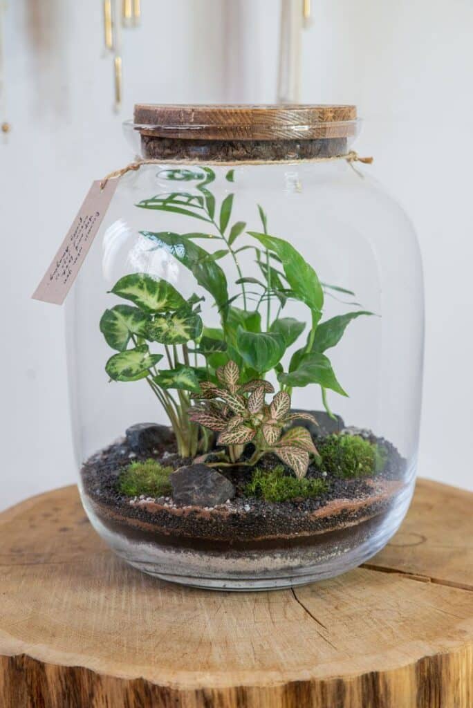 Glass jar terrarium with diverse plants on a wooden table, creating a mini indoor garden ecosystem.