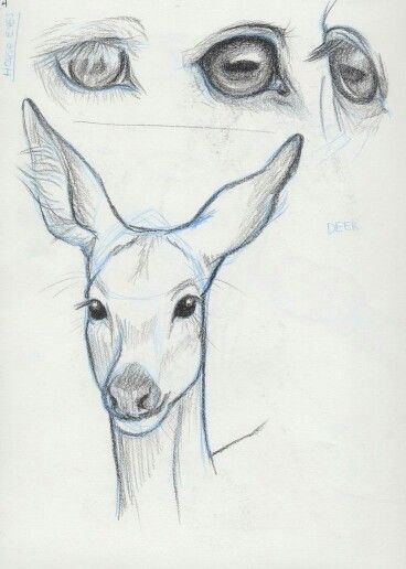Sketch of a deer with detailed eyes and ears; pencil and blue shading used for artistic effect.