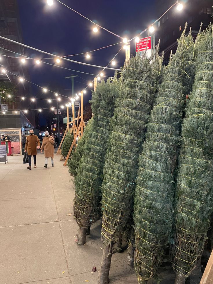 Christmas trees lined up for sale at an outdoor market, illuminated by festive string lights during the evening.