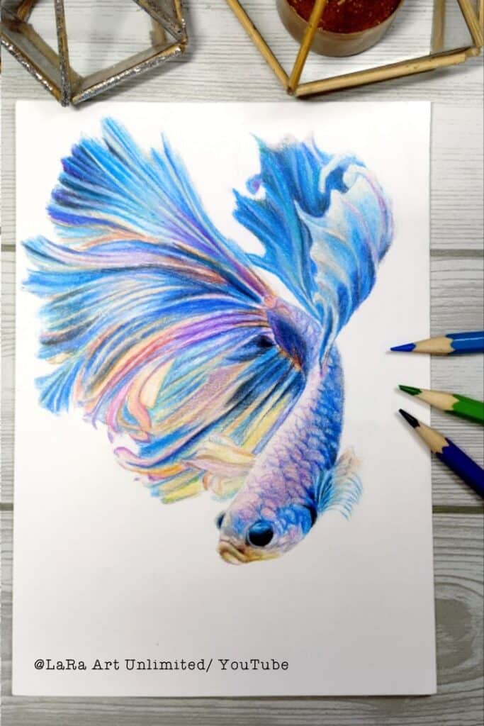 Vibrant colored pencil drawing of a Betta fish on paper, showcasing blue and purple fins. Art supplies visible next to the artwork.