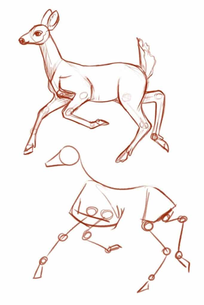 Sketch of a running deer with anatomical breakdown, highlighting joint movement for art reference.