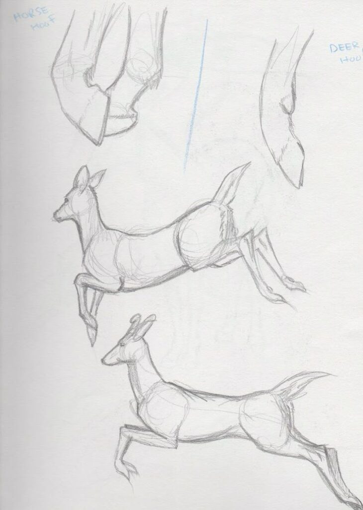 Sketch of deer anatomy, focusing on movement and hoof details, with labeled comparisons to horse hooves.