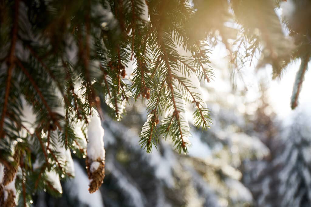 Sunlit pine branch with snow and cones in a winter forest, creating a serene and magical natural atmosphere.