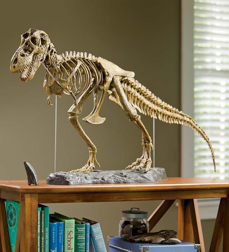 Dinosaur Skeletal Model Miniature T-Rex skeleton model displayed on a wooden table with books and a fossil, ideal for educational and home decor purposes. | Sky Rye Design Miniature T-Rex skeleton model displayed on a wooden table with books and a fossil, ideal for educational and home decor purposes.