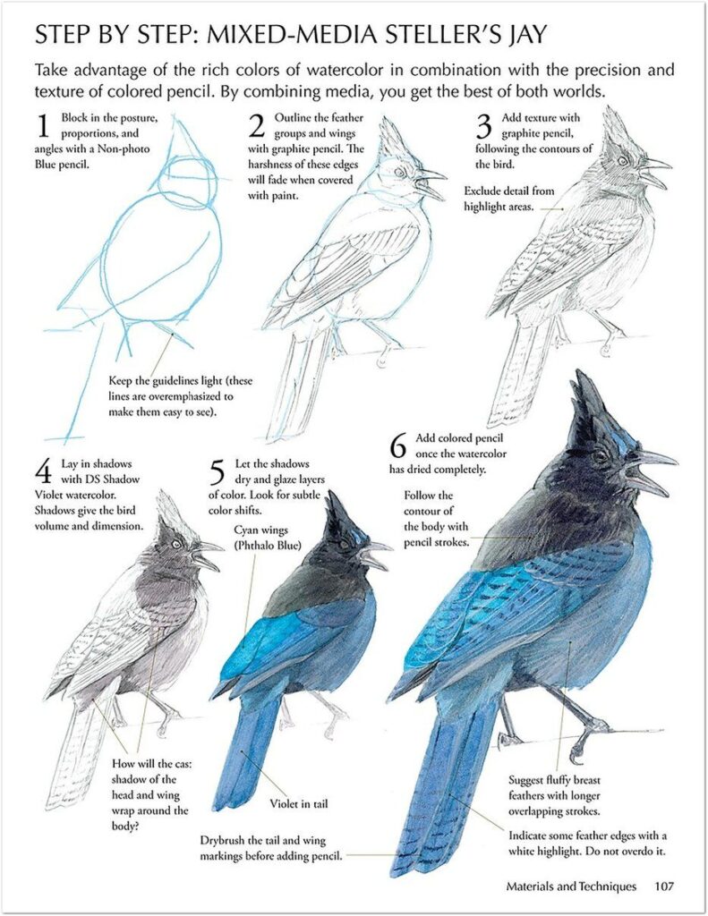 Draw Realistic Birds 10 Step-by-step guide for drawing a Steller's Jay using mixed media techniques, showcasing each stage from sketch to watercolor. | Sky Rye Design Step-by-step guide for drawing a Steller's Jay using mixed media techniques, showcasing each stage from sketch to watercolor.