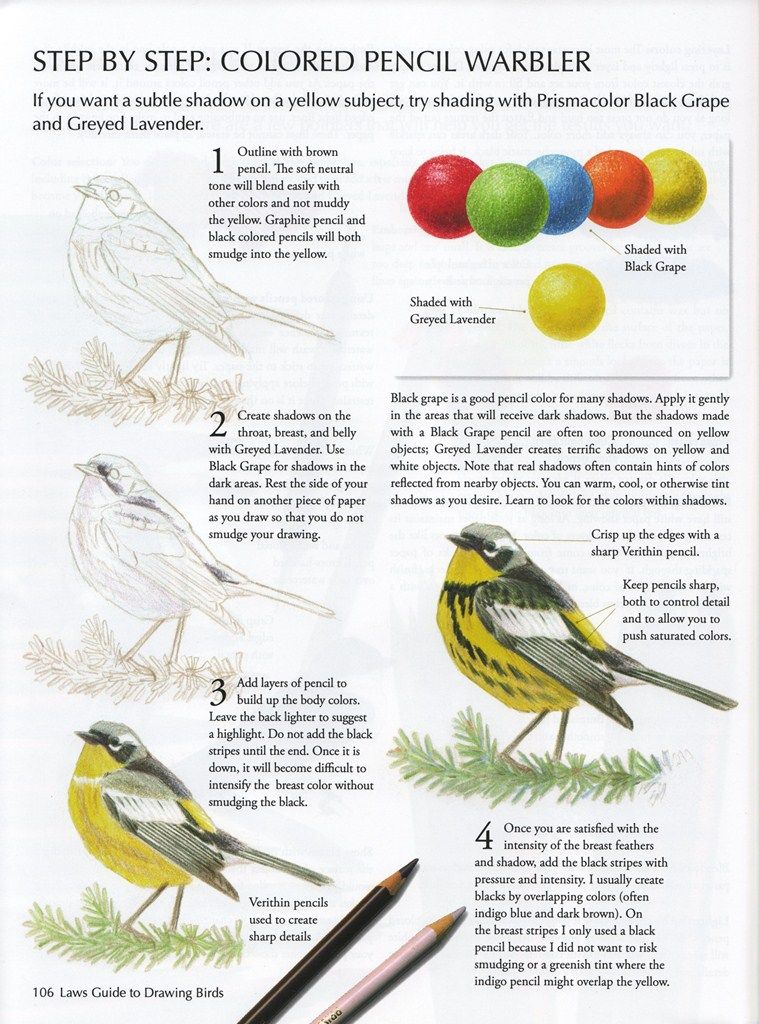 Draw Realistic Birds 11 Step-by-step guide for drawing a warbler with colored pencils, using black grape and greyed lavender for shading and details. | Sky Rye Design Step-by-step guide for drawing a warbler with colored pencils, using black grape and greyed lavender for shading and details. how to draw realistic birds