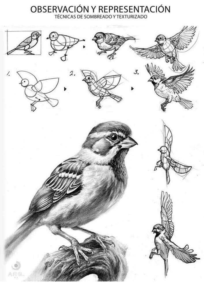 Draw Realistic Birds 2 Step-by-step bird drawing guide, showcasing shading and texturing techniques for realistic sparrow illustration. | Sky Rye Design Step-by-step bird drawing guide, showcasing shading and texturing techniques for realistic sparrow illustration.