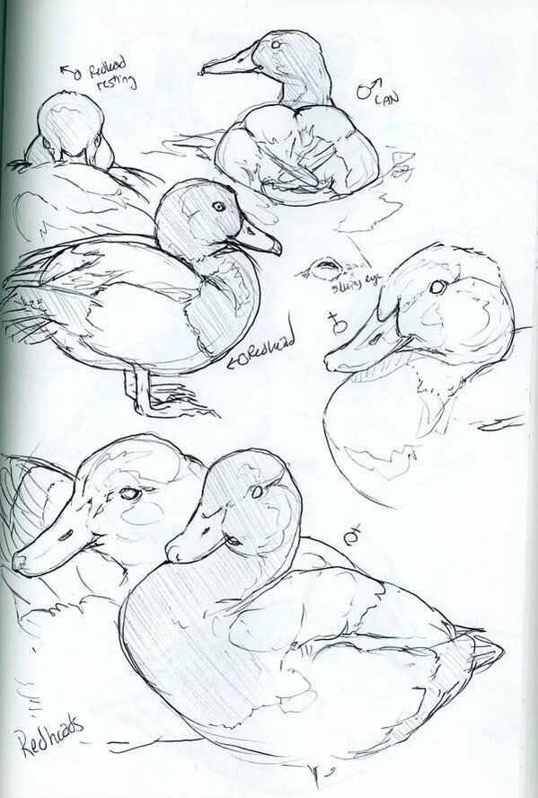 Draw Realistic Birds 4 Sketch of ducks in various poses, highlighting their features and behavior, including labels like Redheads and forehead. | Sky Rye Design Sketch of ducks in various poses, highlighting their features and behavior, including labels like Redheads and forehead.