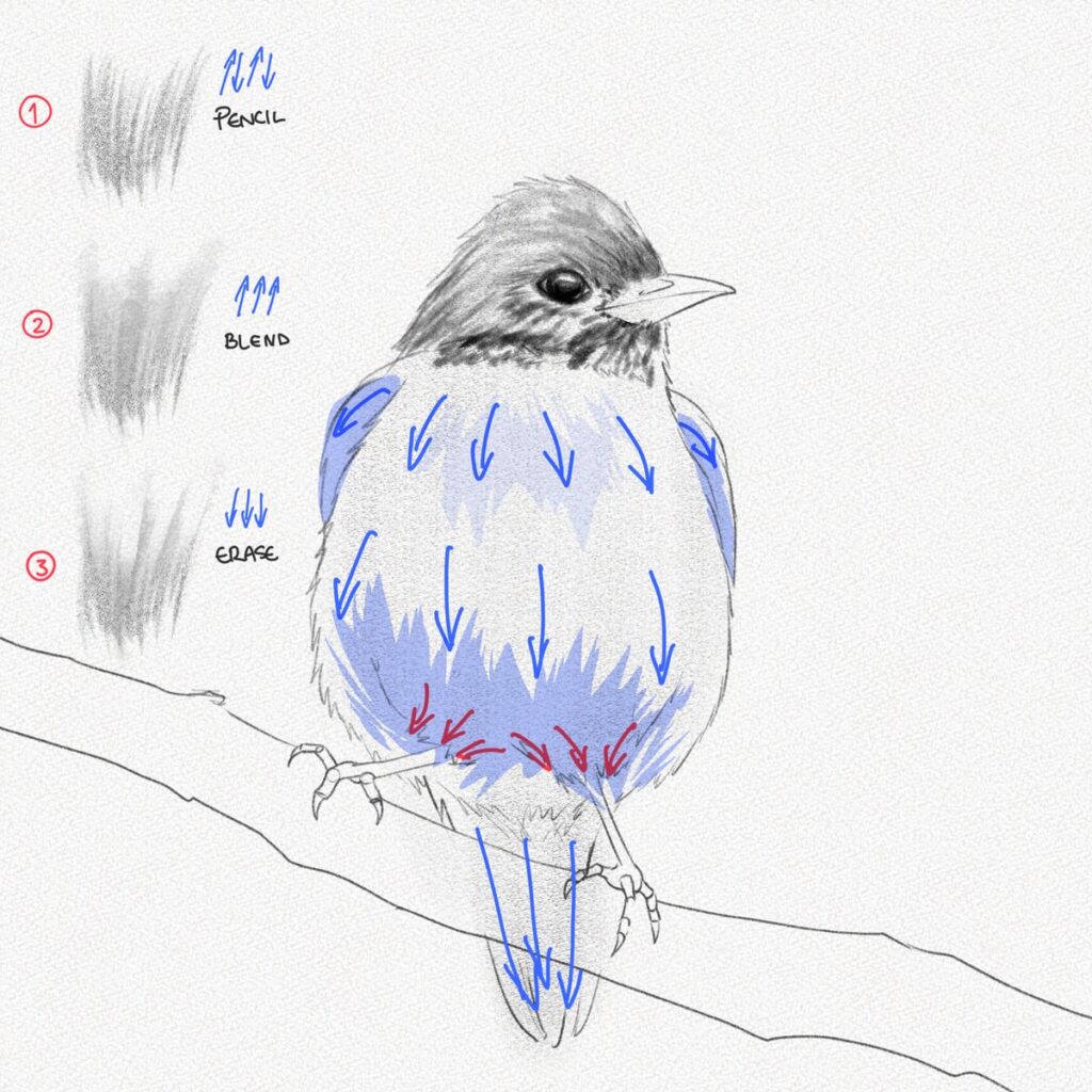 Draw Realistic Birds 7 Illustration of a bird showing pencil shading techniques: pencil, blend, erase. Blue and red arrows highlight drawing directions. | Sky Rye Design Illustration of a bird showing pencil shading techniques: pencil, blend, erase. Blue and red arrows highlight drawing directions.