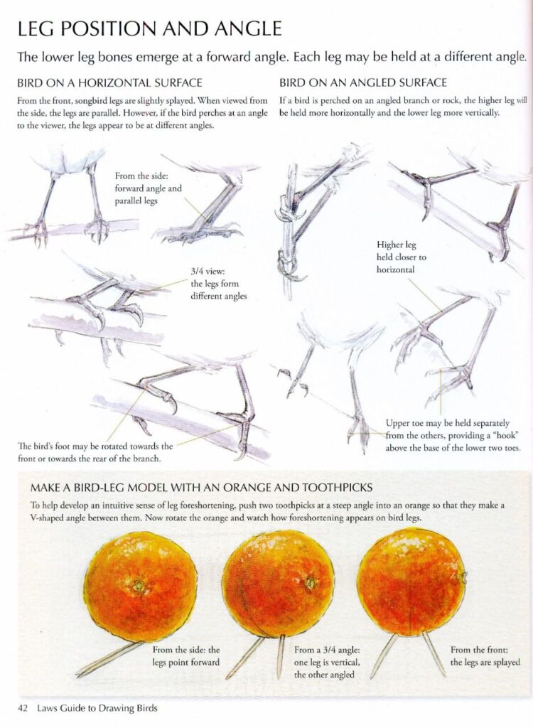 Draw Realistic Birds 8 Illustration showing various bird leg positions and angles on different surfaces, including a modeling technique with oranges and toothpicks. | Sky Rye Design Illustration showing various bird leg positions and angles on different surfaces, including a modeling technique with oranges and toothpicks.