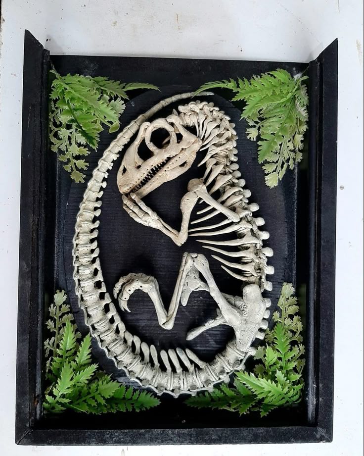 Embrión dinosaurio Dinosaur skeleton curled in fossilized form, surrounded by green ferns in a black display box, showcasing prehistoric life. | Sky Rye Design Dinosaur skeleton curled in fossilized form, surrounded by green ferns in a black display box, showcasing prehistoric life.