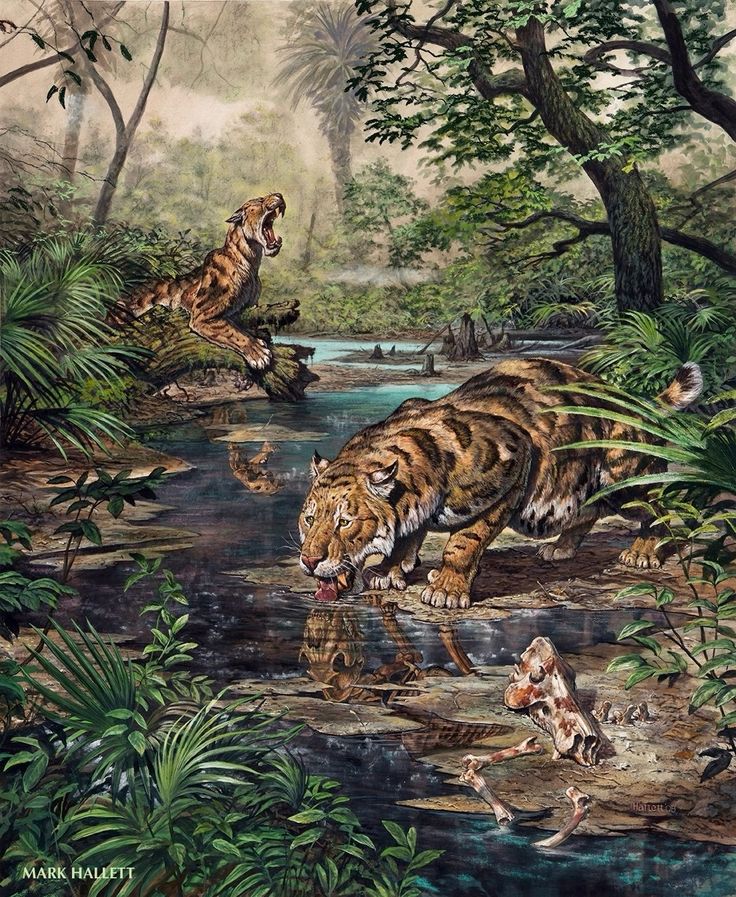 Illustration of two saber-toothed cats in a prehistoric jungle near a stream, with one drinking water and the other roaring in the background.