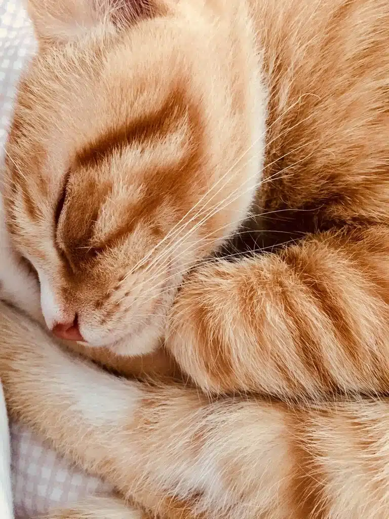 Close-up of a ginger tabby cat sleeping peacefully with its paw resting on its face, highlighting its soft fur and relaxed expression.