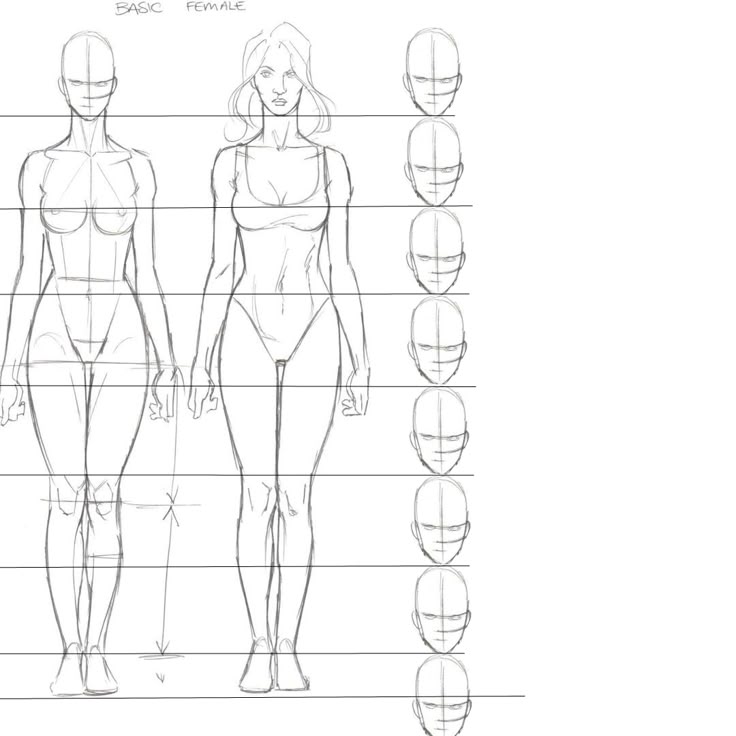 Illustration of a basic female body sketch with head proportions and guidelines for drawing a realistic human figure.