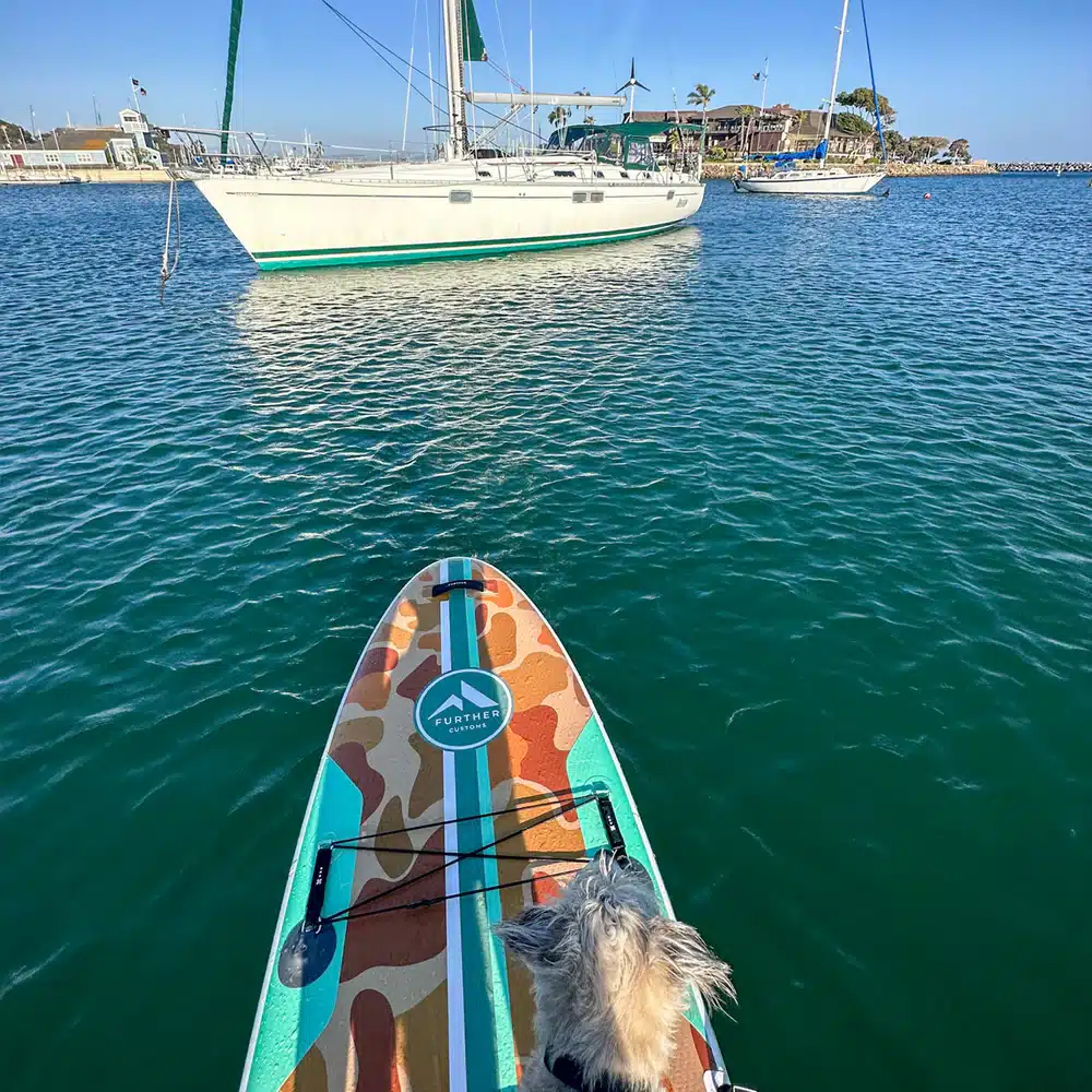 Dog on a camo paddleboard in the marina, with sailboats in the background and clear blue water under a sunny sky.