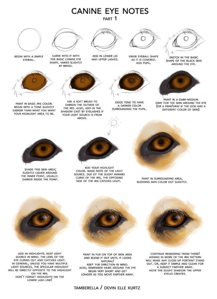 Tutorial for drawing realistic canine eyes, showing step-by-step techniques for shaping, shading, and adding highlights.