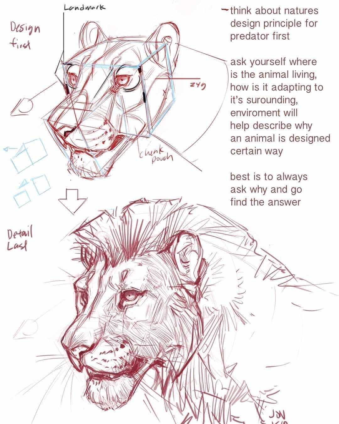 How to Draw Realistic Animals Step by Step Without Mistakes