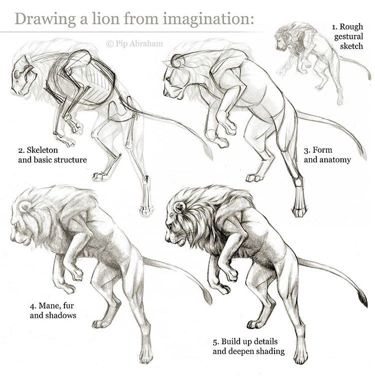 Step-by-step guide to drawing a lion from imagination, showcasing evolution from rough sketch to finished detailed artwork.