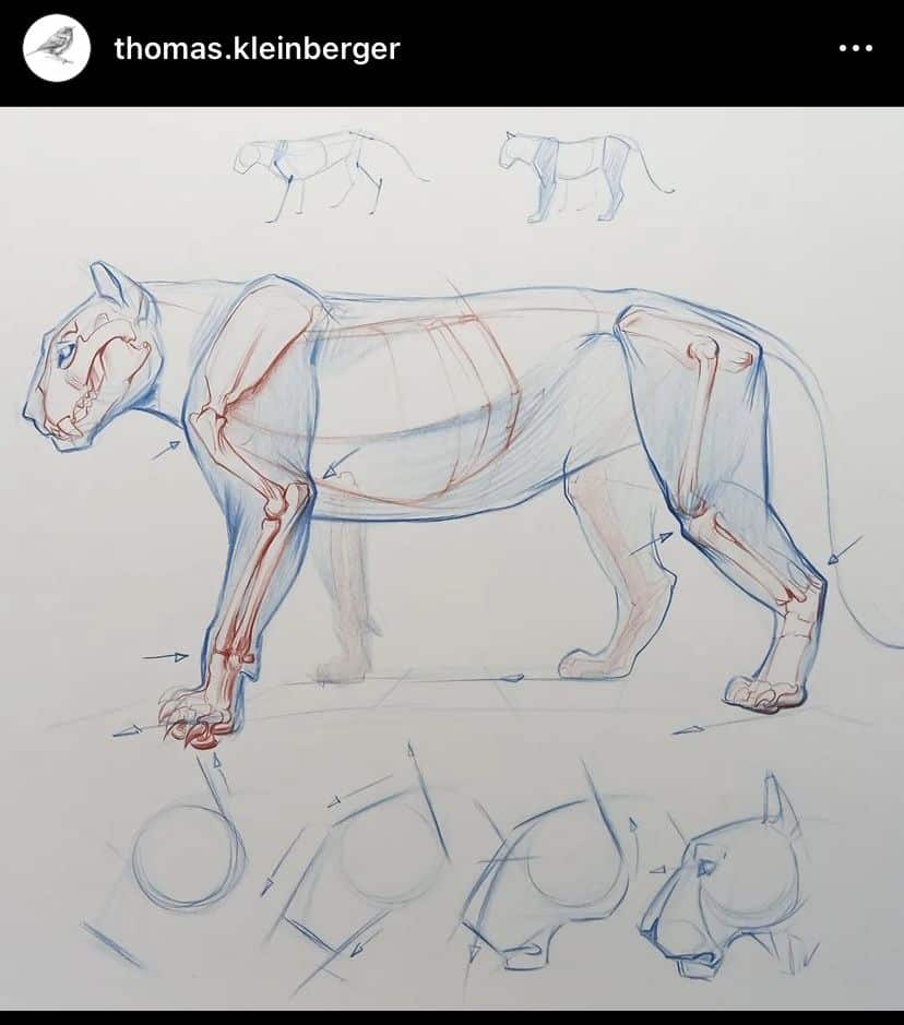Anatomy sketch of a big cat showing muscle and bone structure, with detailed head and leg studies in blue and red pencil.